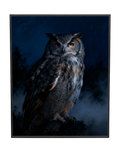 Midnight Guardian Owl Wall Art