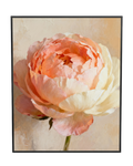 Blush Bloom Study Peony Wall Art
