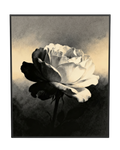 Contrast Bloom Black and White Peony Wall Art